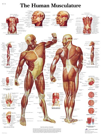 Wandkaart: Human Musculature