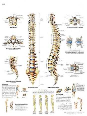 Wandkaart: Spinal Column