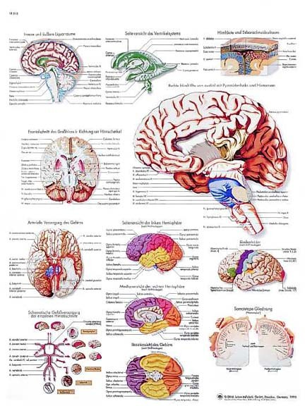 All Products - Wandkaart: Human Brain