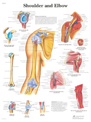 All Products - Shoulder And Elbow