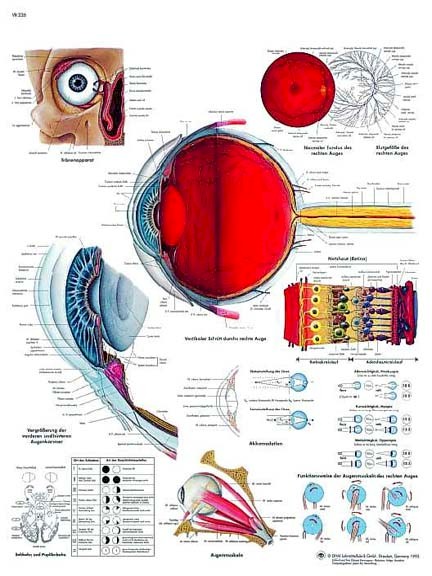 All Products - Wandkaart: Human Eye