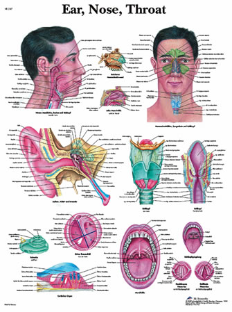 All Products - Ear,nose,throat