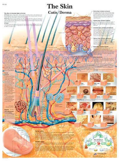 Wandkaart: The Skin