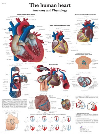 All Products - Wandkaart: The Human Heart