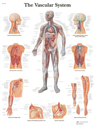 All Products - The Vascular System