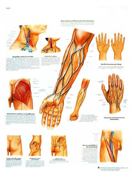 All Products - Wandkaart: Clinically Important Bood Vessel