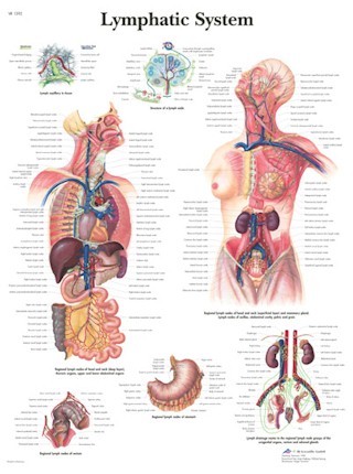 All Products - Wandkaart: Lymphatic System