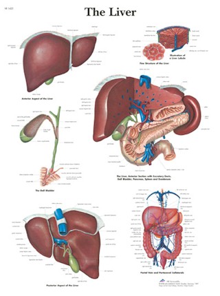 Wandkaart: The Liver