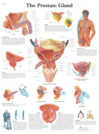 Wandkaart: The Prostate Gland