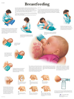 Wandkaart: Breastfeeding