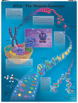 All Products - The Human Genotype